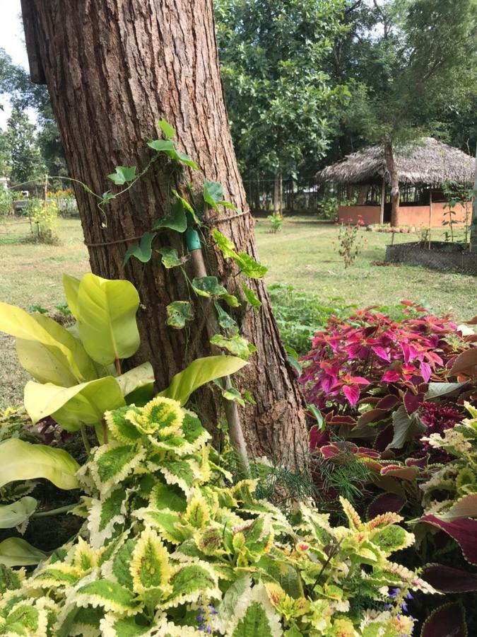 Peacock Resort Anuradhapura Kültér fotó