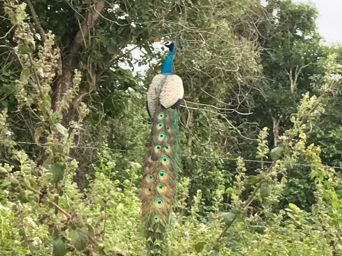 Peacock Resort Anuradhapura Kültér fotó